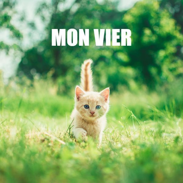 Dites le avec des chatons exemple